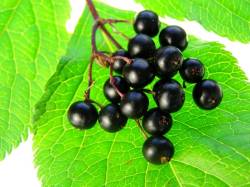 elderberries good for health