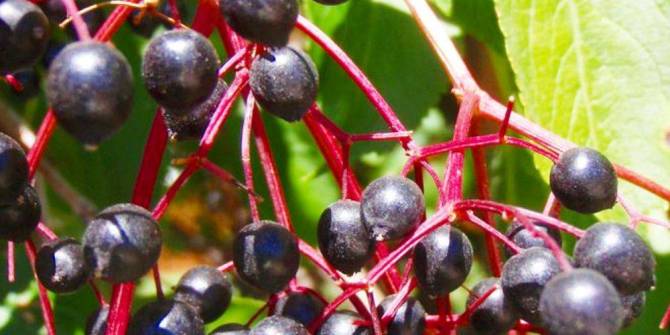 Health benefits of elderberry