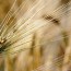 Health benefits of barley