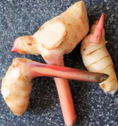 young galangal