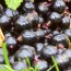 A super berry – Maqui – health benefits