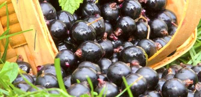 A super berry – Maqui – health benefits