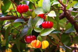 surinam cherry on tree