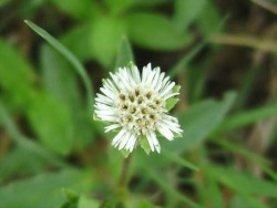 bhringraj flower