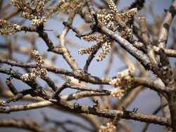 boswellia serrata tree
