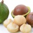 13 Amazing benefits of Macadamia nuts for health