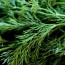 12 amazing benefits of Dill