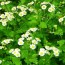 Fewer known benefits of Feverfew