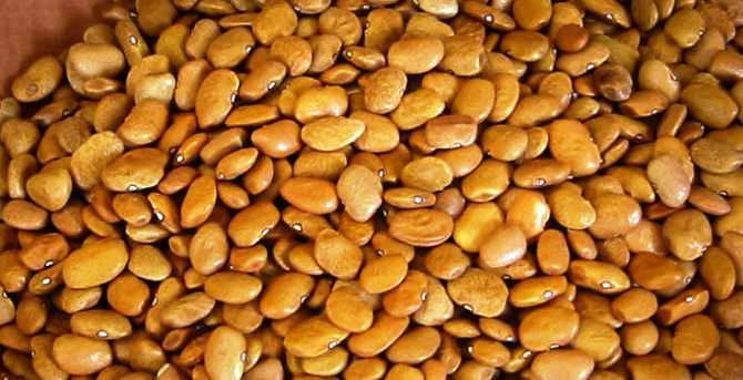 Top 11 benefits of Tepary beans