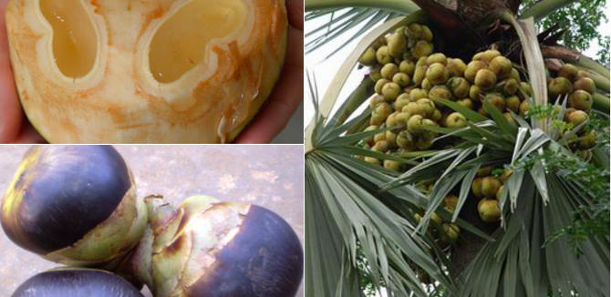 Health Benefits of Palmyra fruit / Palm Fruit / Ice Apple