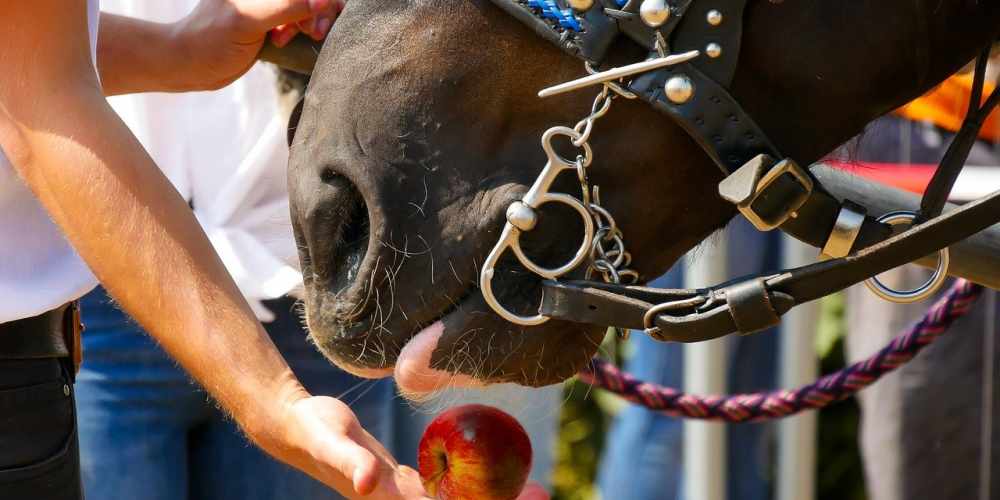 What Nutrition Does a Horse Need?