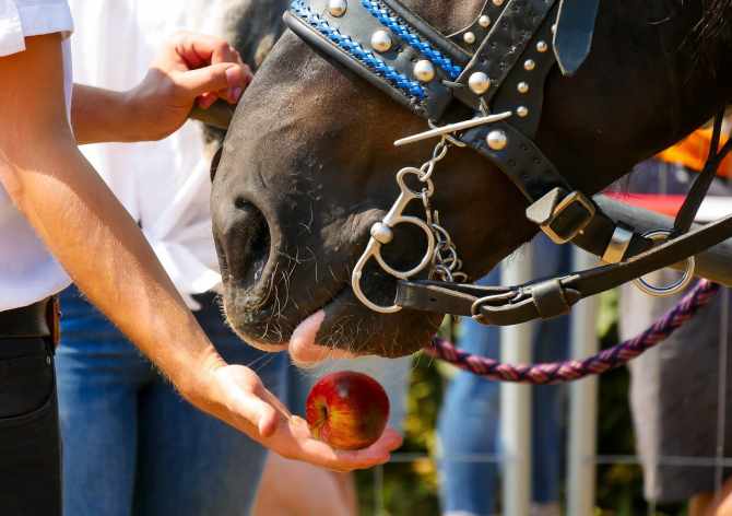 What Nutrition Does a Horse Need?