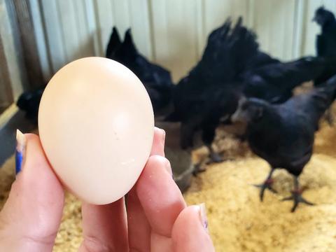 What is the Actual Color of Ayam Cemani Eggs?