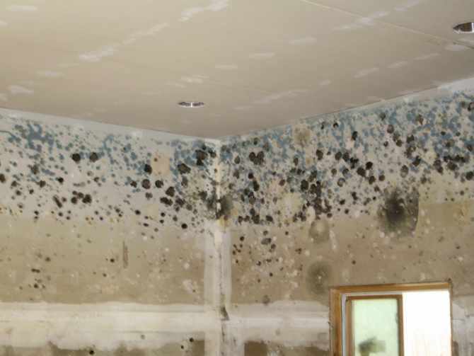 The Mold in bathroom ceiling: harmful for human health!!