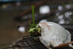 How to cook tilapia on grill