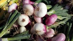 Substitute for Shallots and How Is It Different From Onions