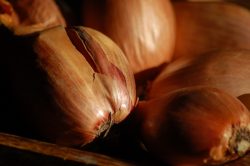 Substitute for Shallots and How Is It Different From Onions