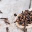 The Detailed Explanation Of Clove Benefits For Men