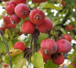 Can You Eat Crab Apples? How to Make Crab Apple Recipes?
