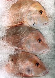 Red Snapper Recipe With Fillet and Whole Fish