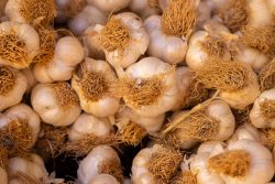 When to Harvest Garlic and Myths Related to This Plant