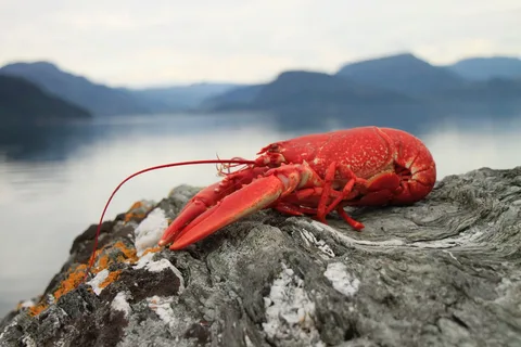 What are the Health Benefits of Consuming Lobsters?