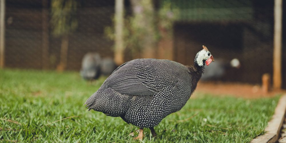 Guinea Fowl Eggs Features, Benefits, and Nutritional Value